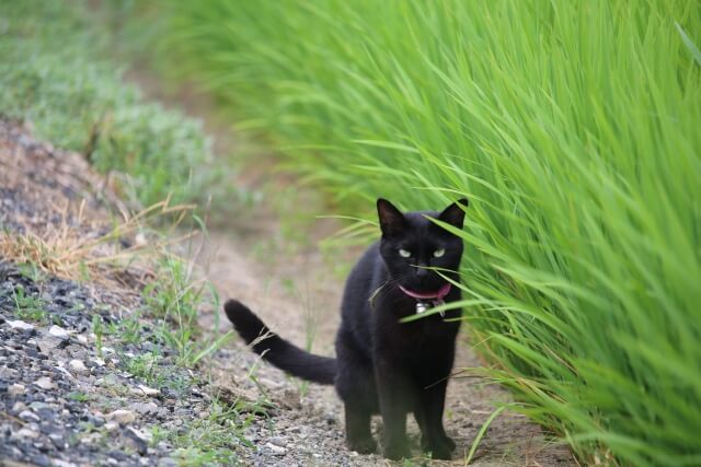 黄緑色の稲の近くに潜む黒猫